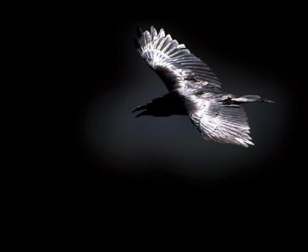 The Crow